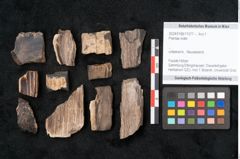 Foto (Objekt + Etikett) von Plantae indet.  (NHMW-GEO-2024-0188-11577)